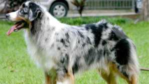 Australski pastir ili australski sadržaj chielera kod kuće